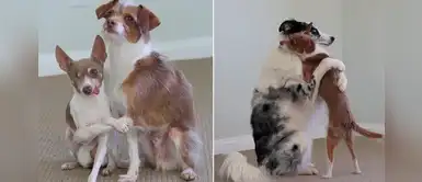 Dos perros despidieron a otro amigo canino que iba a ser sacrificado Dos perros despidieron a otro amigo canino que iba a ser sacrificado