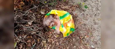 Abandonan a perrita ciega en un saco amarrado en Chimbote Abandonan a perrita ciega en un saco amarrado en Chimbote