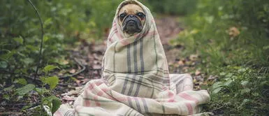 'Ley Cholito': Prohíben corte de colas y orejas en perros o gatos 'Ley Cholito': Prohíben corte de colas y orejas en perros o gatos