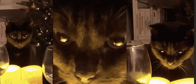 Gato genera temor con extraño comportamiento tras ver la cábala de Año Nuevo Gato genera temor con extraño comportamiento tras ver la cábala de Año Nuevo