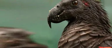 Cara de cuervo, cuerpo de loro y grito aterrador: es el loro Drácula Cara de cuervo, cuerpo de loro y grito aterrador: es el loro Drácula