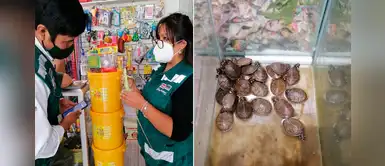 Arequipa: Rescatan a 22 tortugas y 6 iguanas del comercio ilegal Arequipa: Rescatan a 22 tortugas y 6 iguanas del comercio ilegal