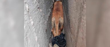 Tacna: Perrito quedó atrapado entre dos paredes por huir de pirotécnicos Tacna: Perrito quedó atrapado entre dos paredes por huir de pirotécnicos