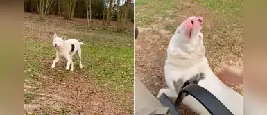 Perrita ciega identifica a su dueño y corre rápidamente para abrazarlo Perrita ciega identifica a su dueño y corre rápidamente para abrazarlo