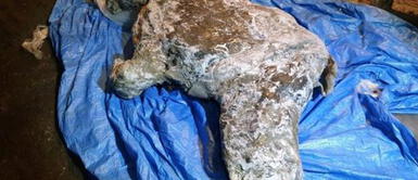 El rinoceronte lanudo de la Edad de Hielo recuperado "con órganos intactos" en el ártico El rinoceronte lanudo de la Edad de Hielo recuperado "con órganos intactos" en el ártico