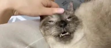 Gestos de un gato tras recibir un reconfortante masaje son virales en redes Gestos de un gato tras recibir un reconfortante masaje son virales en redes