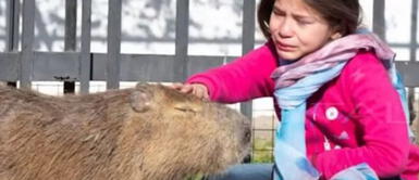 Envenenaron a Pancho, el capibara de una niña de ocho años que luchó por su libertad Envenenaron a Pancho, el capibara de una niña de ocho años que luchó por su libertad