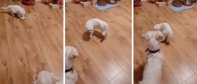 Gato y perro 'bailan tango' con singular escena que se volvió viral en TikTok Gato y perro 'bailan tango' con singular escena que se volvió viral en TikTok