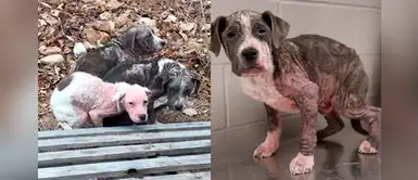 Hombre rescató a tres cachorros que fueron abandonados en la carretera Hombre rescató a tres cachorros que fueron abandonados en la carretera