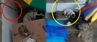 SMP: Denuncian que perrito permanece encadenado y sin comida ni agua en cochera de mercado SMP: Denuncian que perrito permanece encadenado y sin comida ni agua en cochera de mercado