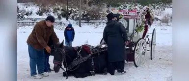 Denuncian a hombres que obligaron a seguir trabajando a un caballo enfermo Denuncian a hombres que obligaron a seguir trabajando a un caballo enfermo
