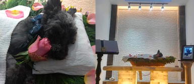 Mujer realiza conmovedor funeral a su perrito de 15 años: "Su pérdida duele y duele mucho" Mujer realiza conmovedor funeral a su perrito de 15 años: "Su pérdida duele y duele mucho"