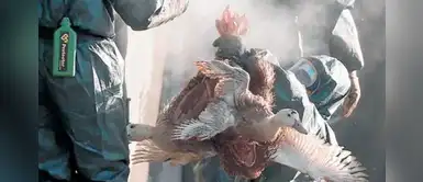 Más de 2.000 patos fueron sacrificados para detener la gripe aviar Más de 2.000 patos fueron sacrificados para detener la gripe aviar