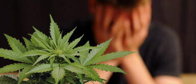 La marihuana está reemplazando al alcohol para casi la mitad de los consumidores de cannabis La marihuana está reemplazando al alcohol para casi la mitad de los consumidores de cannabis