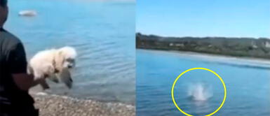 Sujeto arrojó a un perrito al mar y la Policía mandó una orden de arresto por maltrato animal Sujeto arrojó a un perrito al mar y la Policía mandó una orden de arresto por maltrato animal