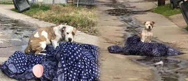Perrita abandonada en año nuevo deambula por las calles con una frazada Perrita abandonada en año nuevo deambula por las calles con una frazada