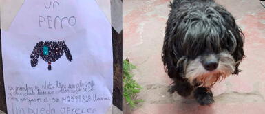 Niña elabora afiches a mano para encontrar a su perrito que huyó por pirotécnicos Niña elabora afiches a mano para encontrar a su perrito que huyó por pirotécnicos