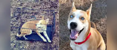 Denuncian que perrito fue enjaulado para abandonarlo en medio del bosque Denuncian que perrito fue enjaulado para abandonarlo en medio del bosque