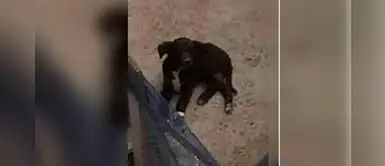 Tacna: Mujer que utilizó un palo para matar a perrito no será castigada por problemas mentales Tacna: Mujer que utilizó un palo para matar a perrito no será castigada por problemas mentales