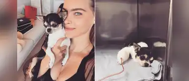 Belinda lamenta el fallecimiento de su perrito: "Siento el corazón hecho pedazos" Belinda lamenta el fallecimiento de su perrito: "Siento el corazón hecho pedazos"