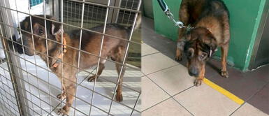 Perrito permaneció encerrado durante 10 años en una diminuta jaula Perrito permaneció encerrado durante 10 años en una diminuta jaula