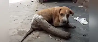 Perrita abandonada con la pierna rota y heridas infectadas tuvo una nueva oportunidad Perrita abandonada con la pierna rota y heridas infectadas tuvo una nueva oportunidad