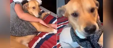 Perro defiende a su dueño de los 'ataques' de su hermana con un mordisco Perro defiende a su dueño de los 'ataques' de su hermana con un mordisco