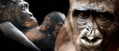 Dos gorilas dieron positivo en test de COVID-19. Tienen tos y congestión, pero están bien de salud Dos gorilas dieron positivo en test de COVID-19. Tienen tos y congestión, pero están bien de salud