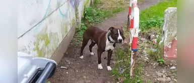 Denuncian a familia que encadenó a su pitbull para luego abandonarlo Denuncian a familia que encadenó a su pitbull para luego abandonarlo