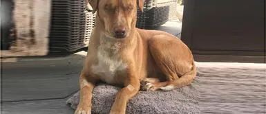 Perro que quedó ciego tras descuido de su familia fue abandonado Perro que quedó ciego tras descuido de su familia fue abandonado