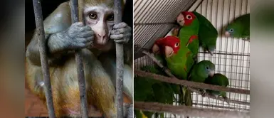 Denuncian venta ilegal de animales silvestres en la región de San Martín Denuncian venta ilegal de animales silvestres en la región de San Martín