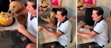 Perro mordió la torta de su amo antes que apague las velas y pida el deseo Perro mordió la torta de su amo antes que apague las velas y pida el deseo