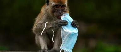 Las consecuencias de la COVID-19 y los humanos: mono fue captado lamiendo mascarilla usada Las consecuencias de la COVID-19 y los humanos: mono fue captado lamiendo mascarilla usada