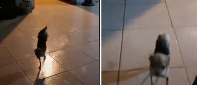 Perrito sorprende en TikTok por saber caminar sobre sus patas delanteras Perrito sorprende en TikTok por saber caminar sobre sus patas delanteras
