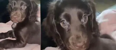 Perrita cautivó a seguidores con su colosales pestañas ¡Una princesa de Disney! Perrita cautivó a seguidores con su colosales pestañas ¡Una princesa de Disney!