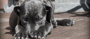 ¿Los perros sueñan? Descubre más sobre ese misterio ¿Los perros sueñan? Descubre más sobre ese misterio