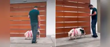 Joven sale a pasear junto a su cerdita para distraerse de la pandemia Joven sale a pasear junto a su cerdita para distraerse de la pandemia