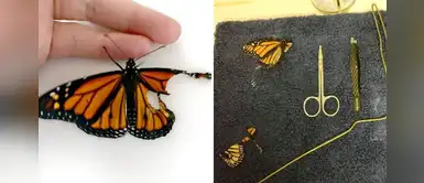 Diseñadora realiza una cirugía de reconstrucción de ala rota a una mariposa Diseñadora realiza una cirugía de reconstrucción de ala rota a una mariposa