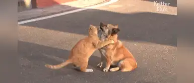 Gato callejero consuela a un perrito que fue abandonado por su familia Gato callejero consuela a un perrito que fue abandonado por su familia