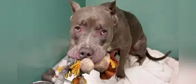 Perro pitbull se aferra a su peluche antes de ser sacrificado en un albergue Perro pitbull se aferra a su peluche antes de ser sacrificado en un albergue