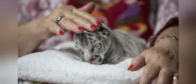 Falleció "Nieves", una tigresa blanca que vivió menos de dos semanas Falleció "Nieves", una tigresa blanca que vivió menos de dos semanas