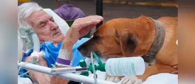 Perrito visita a su dueño que está hospitalizado y logra reanimarlo Perrito visita a su dueño que está hospitalizado y logra reanimarlo