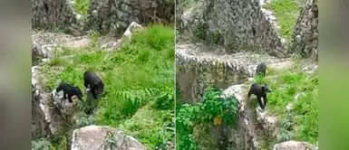 Osa de anteojos y su cría fueron captados paseando por Machu Picchu Osa de anteojos y su cría fueron captados paseando por Machu Picchu