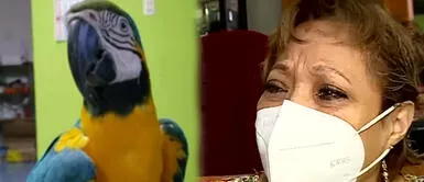 Benito, el lorito que ayudó a su dueña a superar el cáncer ahora se quedaría sin hogar Benito, el lorito que ayudó a su dueña a superar el cáncer ahora se quedaría sin hogar