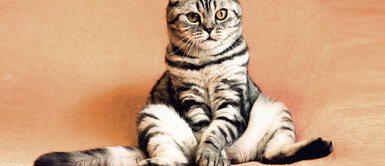 Personas resultaron contagiadas con COVID-19 en fiesta de cumpleaños de un gato Personas resultaron contagiadas con COVID-19 en fiesta de cumpleaños de un gato