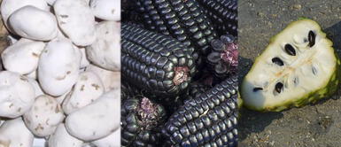 Quinua, cuy, maca y otros superalimentos de nuestra sierra que fortalecen tu salud Quinua, cuy, maca y otros superalimentos de nuestra sierra que fortalecen tu salud