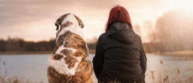 ¿Tu perro te sigue al baño? Acá te explicas por qué lo hace ¿Tu perro te sigue al baño? Acá te explicas por qué lo hace