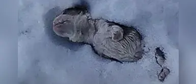 Denuncian que bulldog nacido con una discapacidad fue abandonado en la nieve Denuncian que bulldog nacido con una discapacidad fue abandonado en la nieve