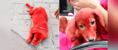 Denuncian que comerciante pintó de rojo a un perrito para venderlo Denuncian que comerciante pintó de rojo a un perrito para venderlo