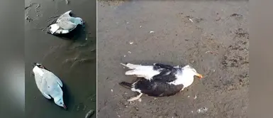 Reportan que en playas de Huacho y Pisco hallaron más de 70 gaviotas muertas Reportan que en playas de Huacho y Pisco hallaron más de 70 gaviotas muertas